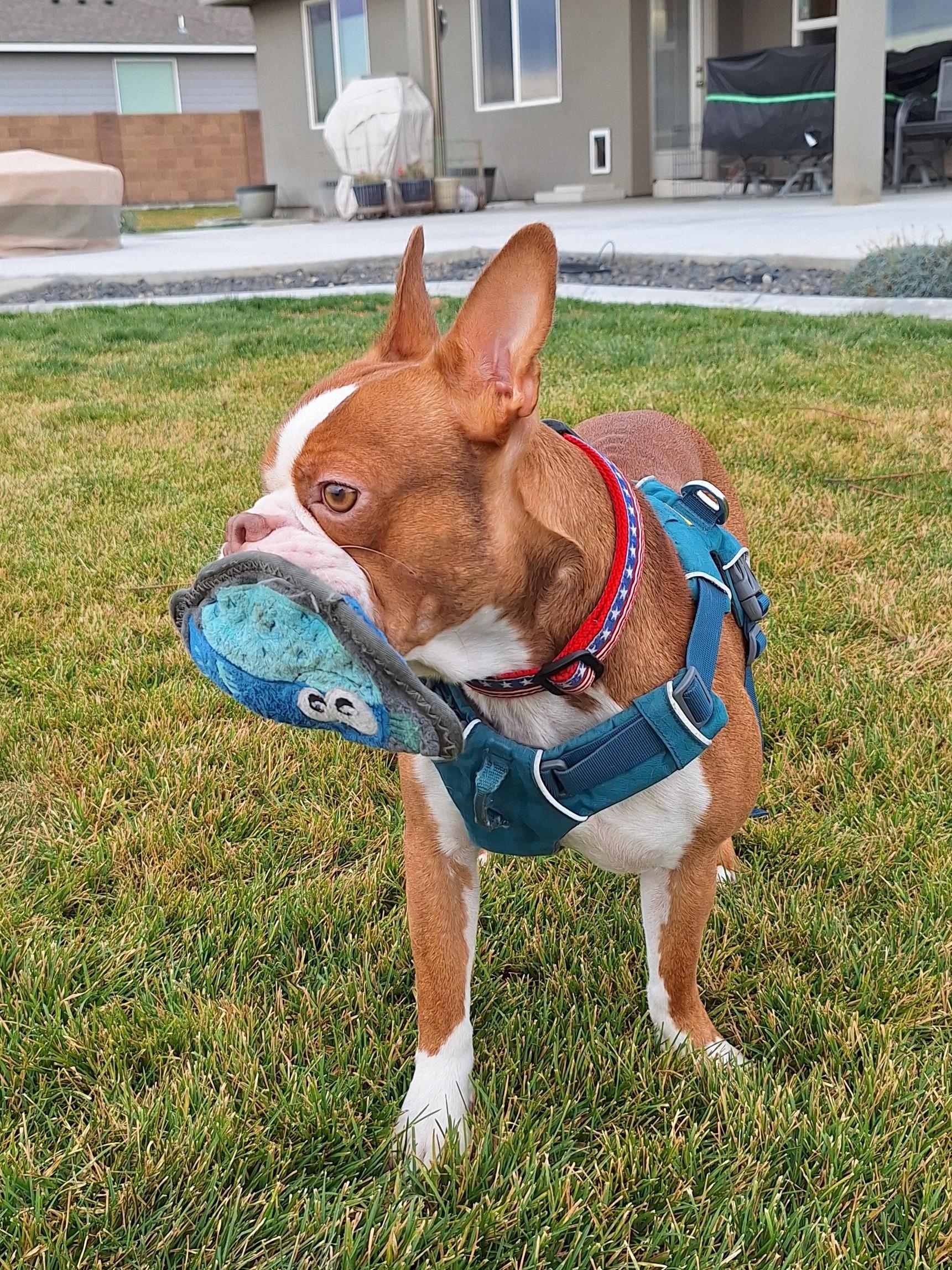 Enlarge Mack, a Adoptable Boston Terrier in Pasco, WA image 2/3