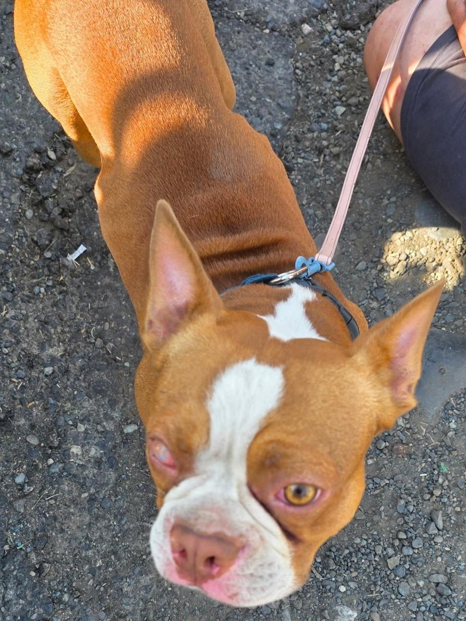 Enlarge Mack, a Adoptable Boston Terrier in Pasco, WA image 2/2