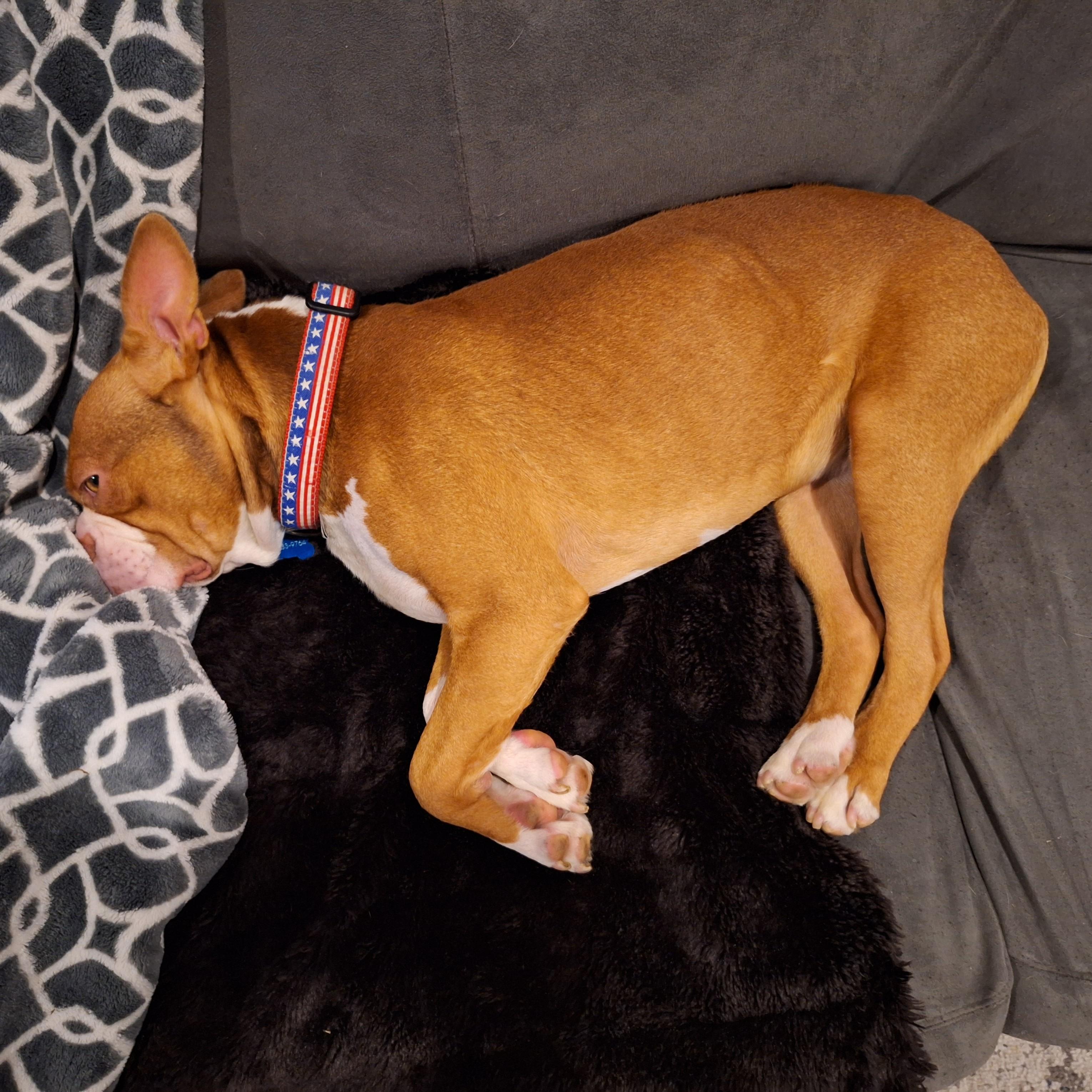 Enlarge Mack, a Adoptable Boston Terrier in Pasco, WA image 3/3