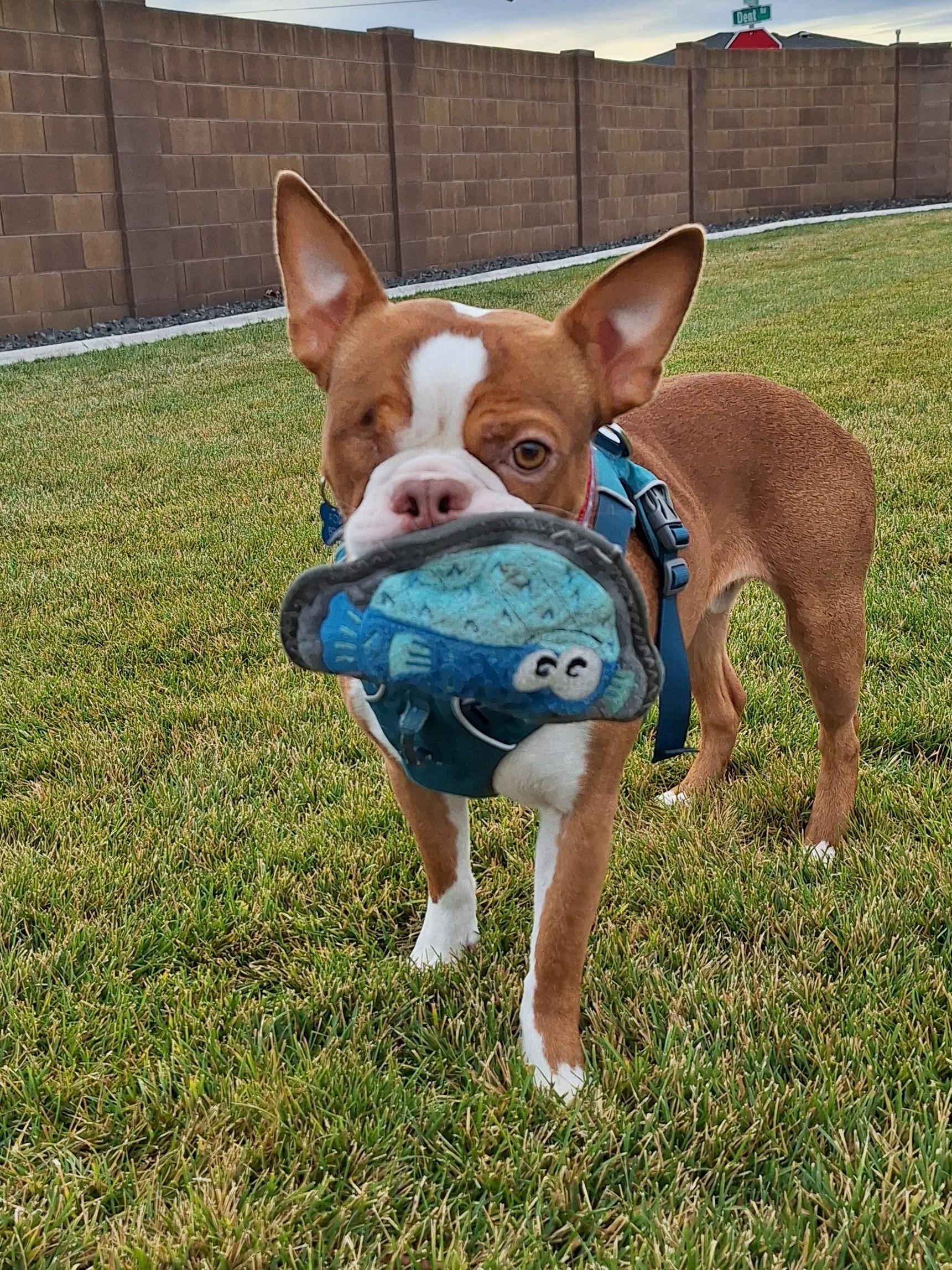 Mack, Adoptable, Young Male Boston Terrier.