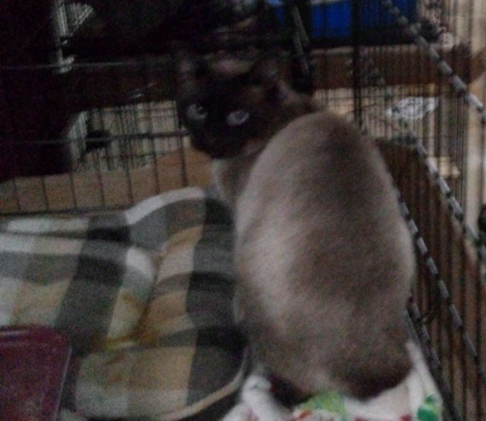 Enlarge Jack, a Adopted Siamese in Mound, MN image 2/2