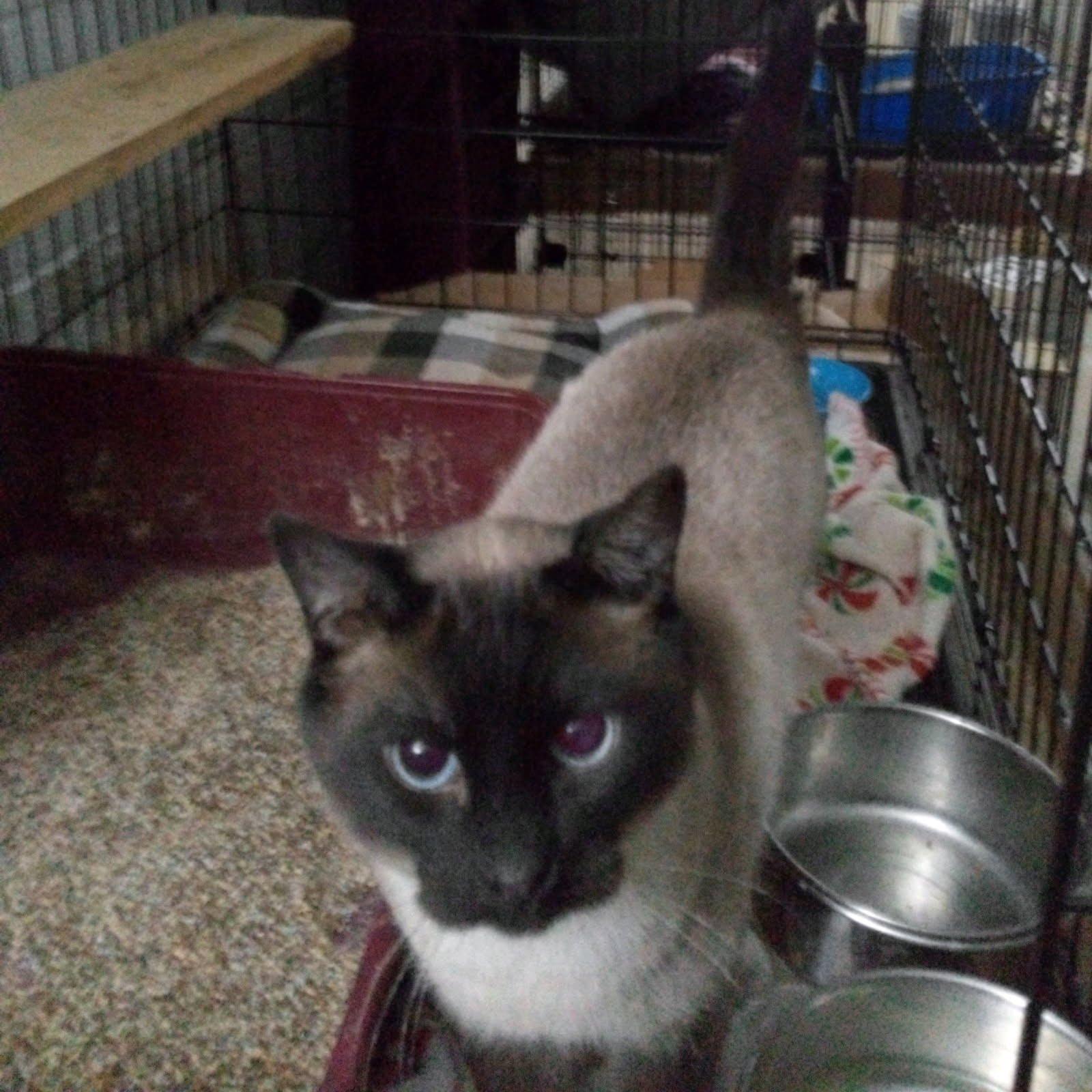 Jack, Adopted, Adult Male Siamese.