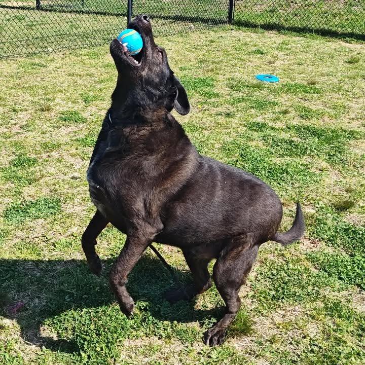 Brisket, Adoptable, Adult Male Labrador Retriever.