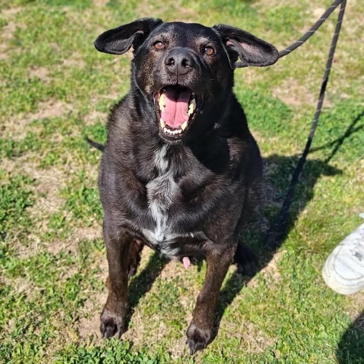 Enlarge Brisket, a Adoptable Labrador Retriever in Springdale, AR image 2/6