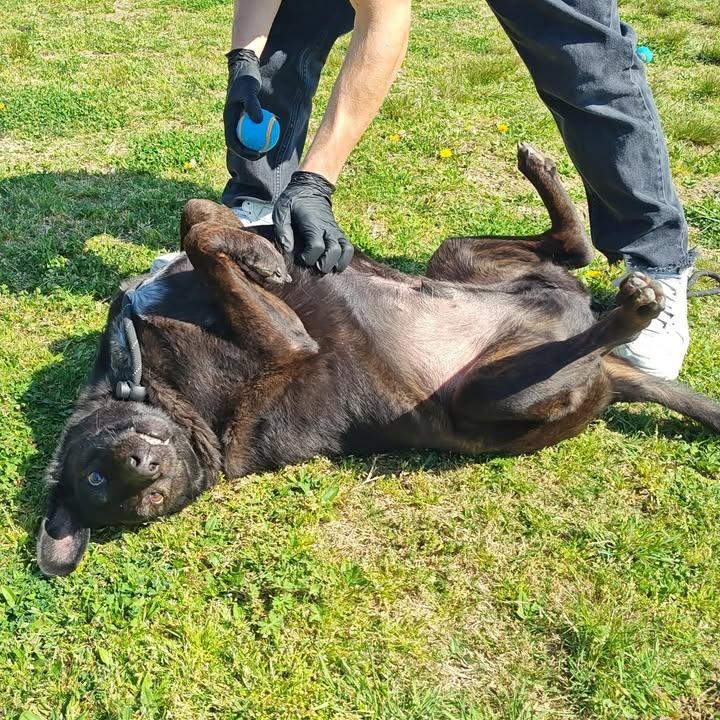 Enlarge Brisket, a Adoptable Labrador Retriever in Springdale, AR image 3/6