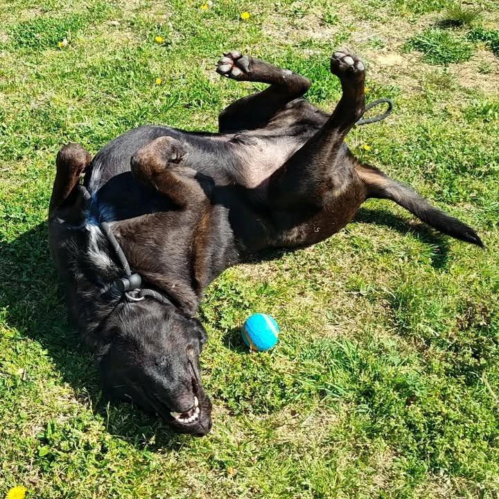 Enlarge Brisket, a Adoptable Labrador Retriever in Springdale, AR image 4/6