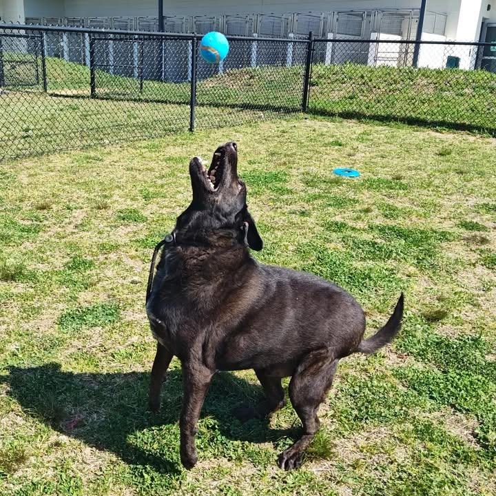 Enlarge Brisket, a Adoptable Labrador Retriever in Springdale, AR image 5/6