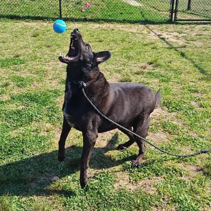 Enlarge Brisket, a Adoptable Labrador Retriever in Springdale, AR image 6/6