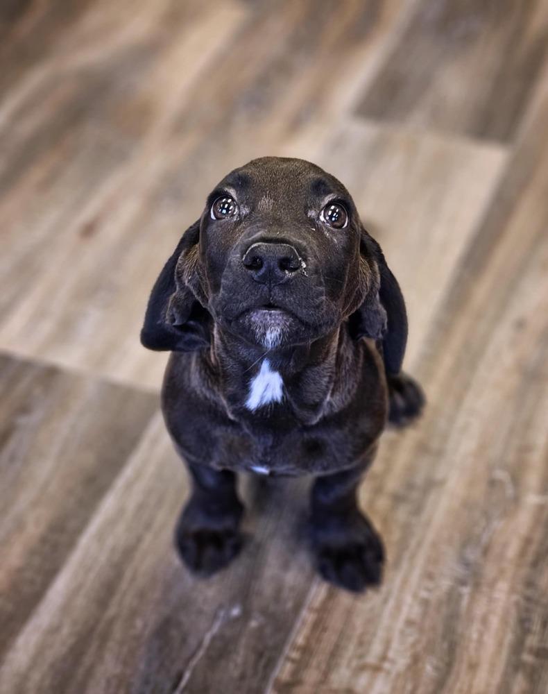 Cork, Adoptable, Puppy Male Basset Hound & Pit Bull Terrier.