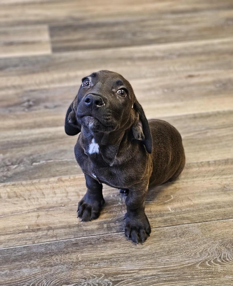 Enlarge Cork, a Adoptable mixed breed in Saginaw, MI image 2/3