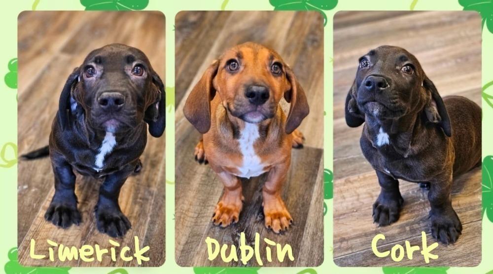 Enlarge Cork, a Adoptable mixed breed in Saginaw, MI image 3/3