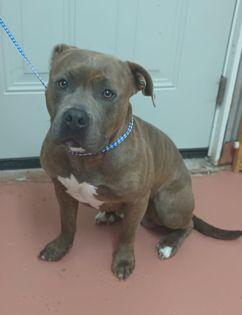 Enlarge Blaze, a Adopted Pit Bull Terrier in Owenton, KY image 1/1