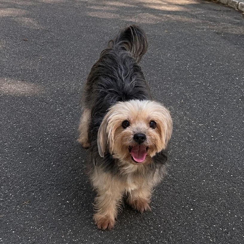 Gigi, an adopted mixed breed in Annapolis, MD image 2/2
