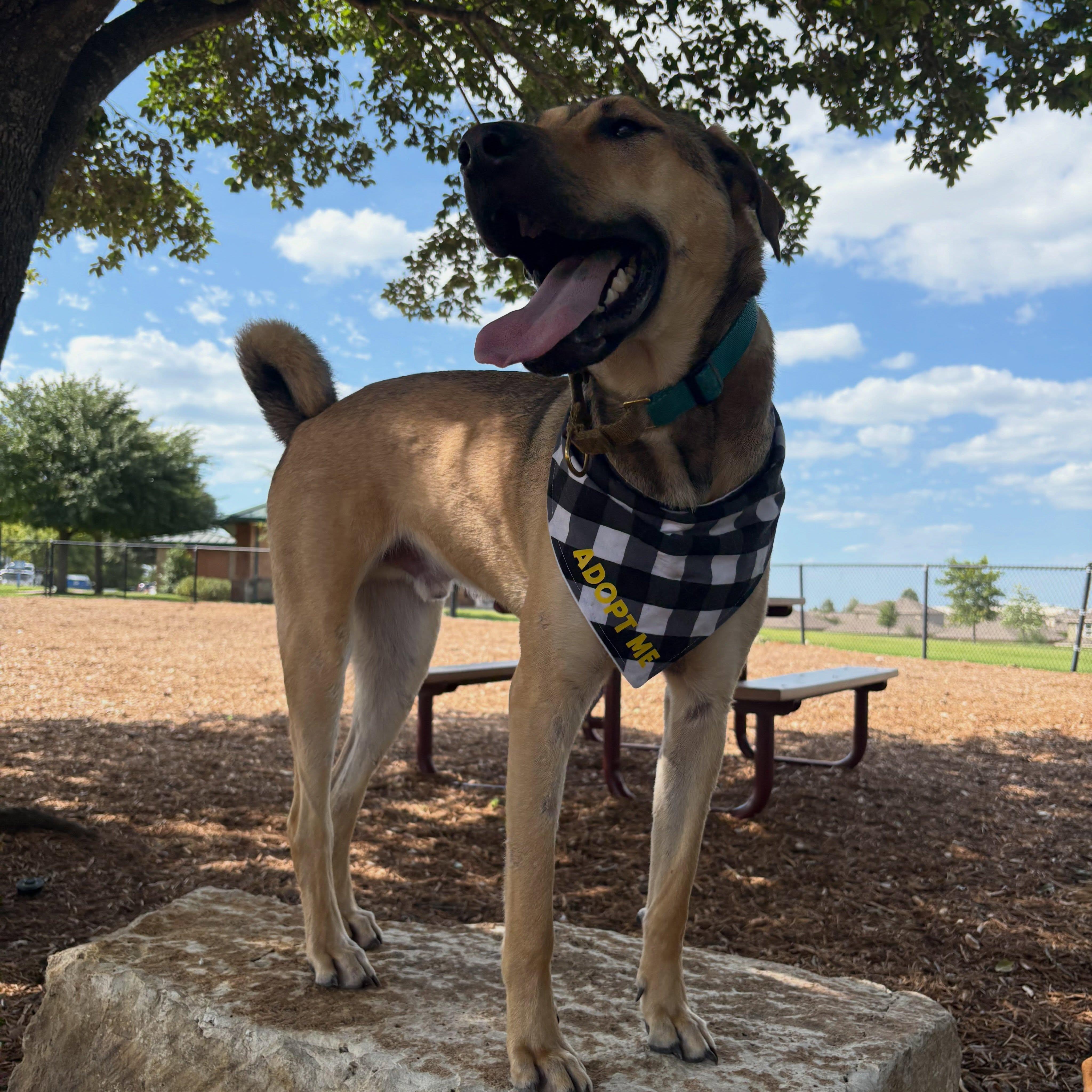 Enlarge Tommy, a ADOPTABLE mixed breed in Buda, TX image 1/2