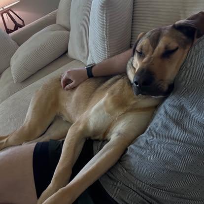Enlarge Tommy, a ADOPTABLE mixed breed in Buda, TX image 2/2