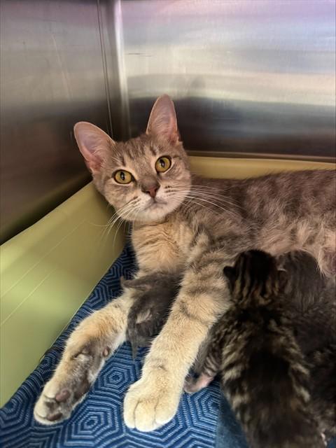 Enlarge ESMERELDA, a Adoptable Domestic Short Hair in Louisville, KY image 1/1