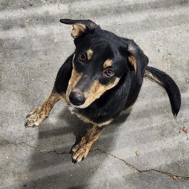 Paw McCartney, adopted, Young Male Australian Kelpie.