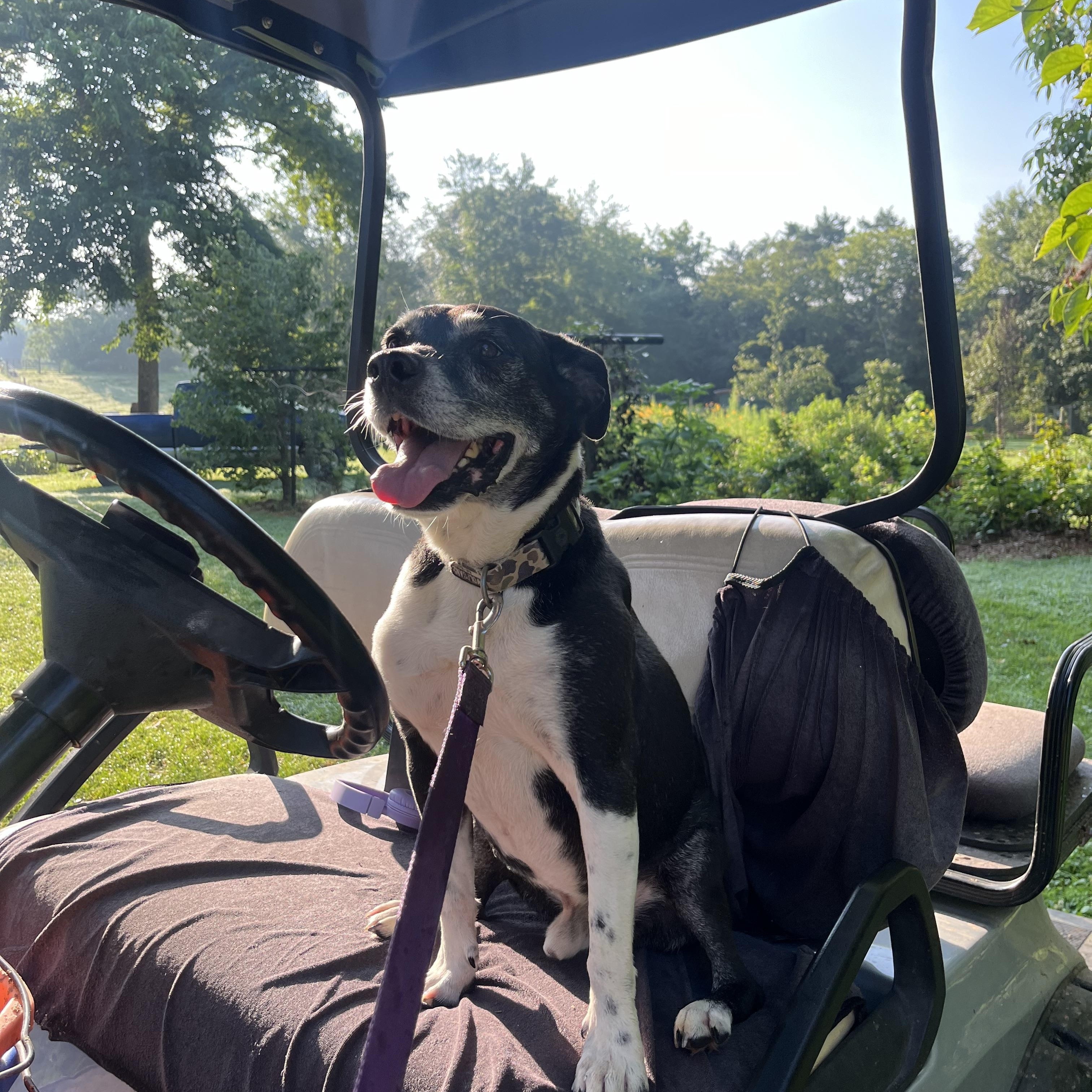 Roscoe, a Adoptable mixed breed in scottsville, VA image 1/4