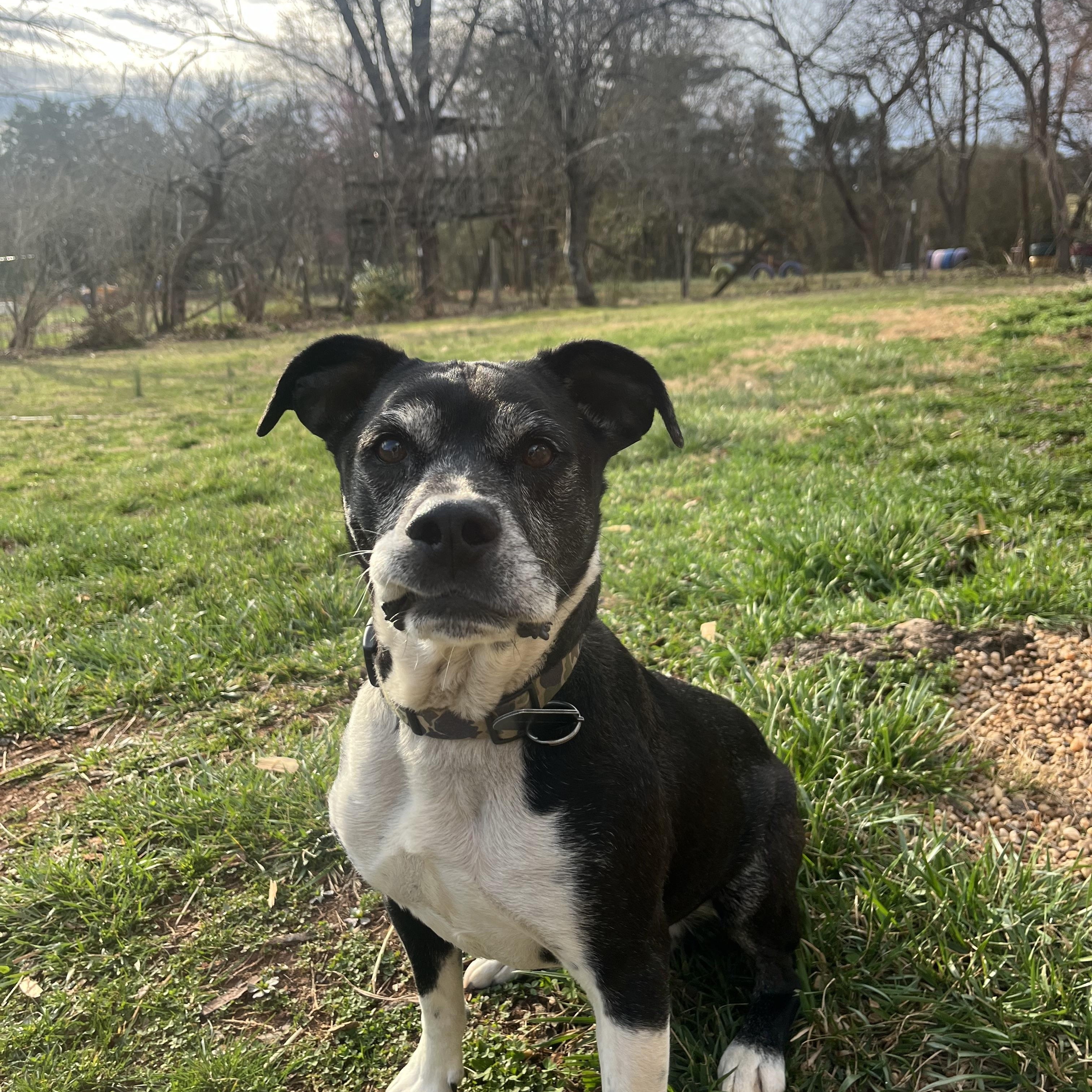 Roscoe, a Adoptable mixed breed in scottsville, VA image 4/4