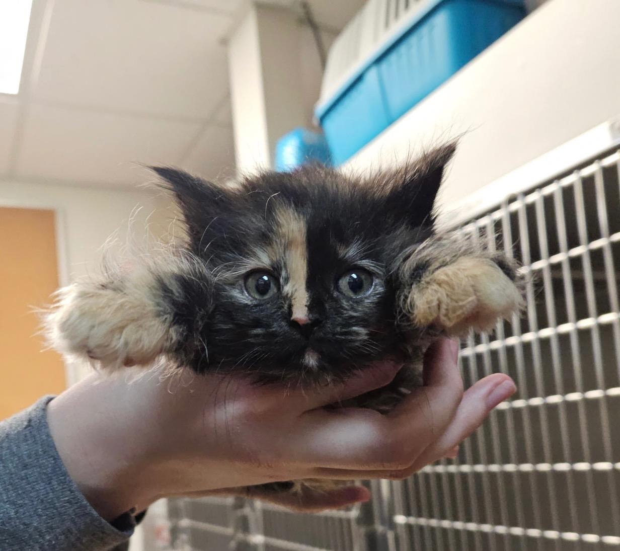 Enlarge Starla & Mordecai & Rigby, a ADOPTABLE Domestic Long Hair in Sterling Heights, MI image 1/6