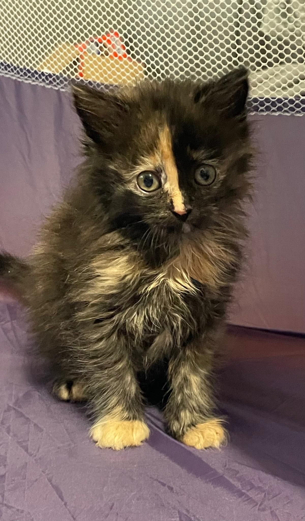 Enlarge Starla & Mordecai & Rigby, a ADOPTABLE Domestic Long Hair in Sterling Heights, MI image 2/6