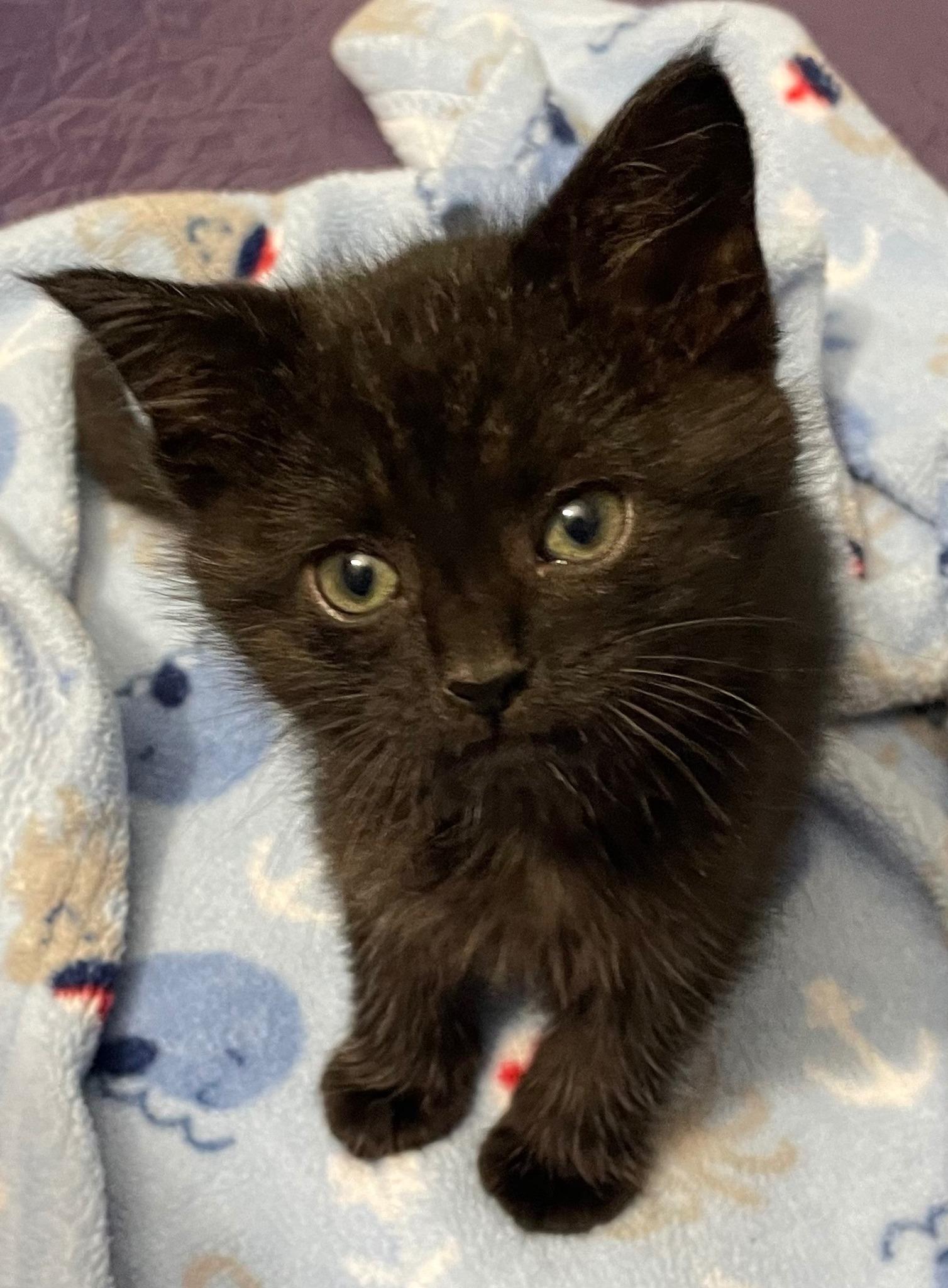 Enlarge Starla & Mordecai & Rigby, a ADOPTABLE Domestic Long Hair in Sterling Heights, MI image 5/6