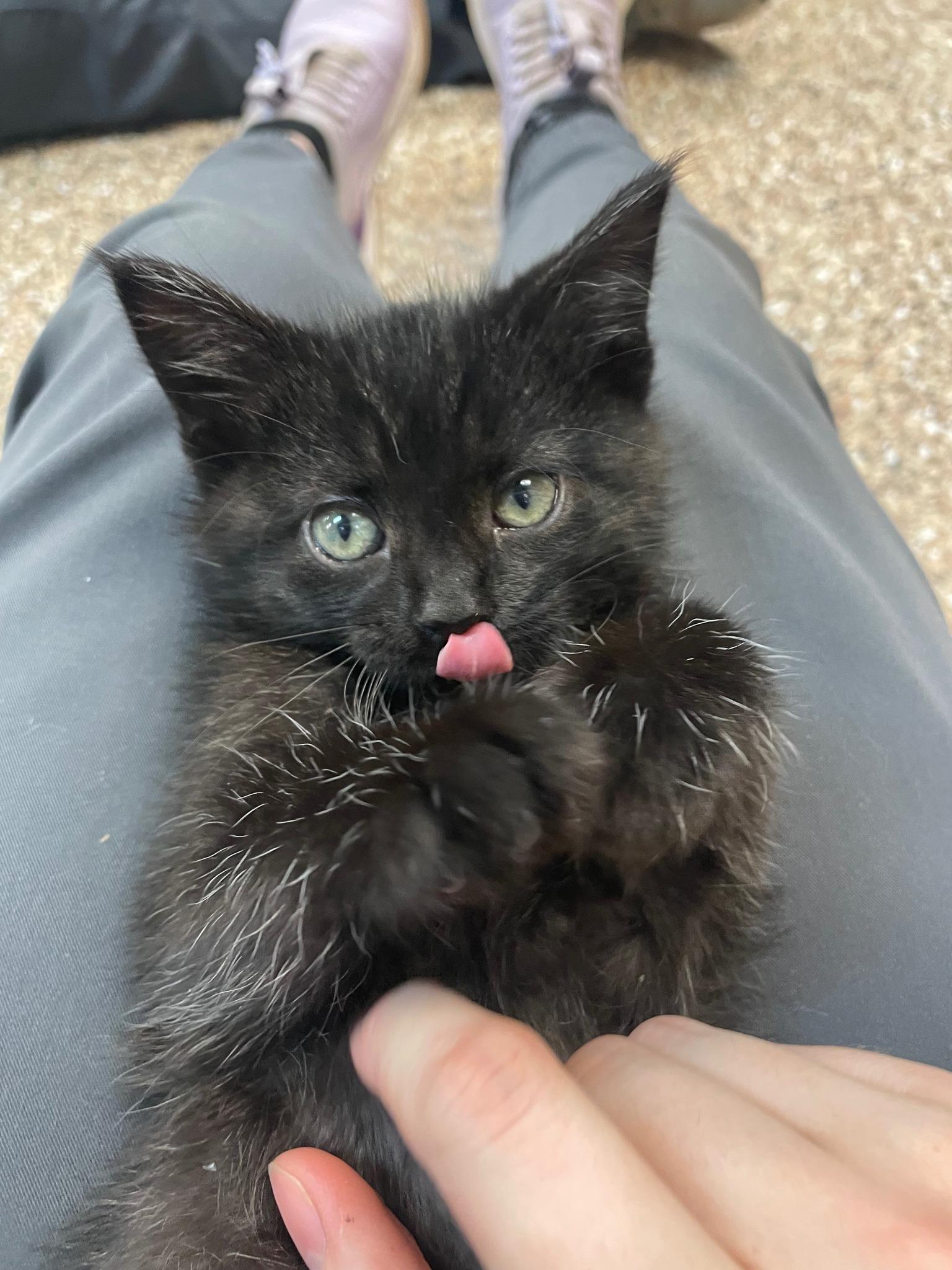 Enlarge Starla & Mordecai & Rigby, a ADOPTABLE Domestic Long Hair in Sterling Heights, MI image 4/6