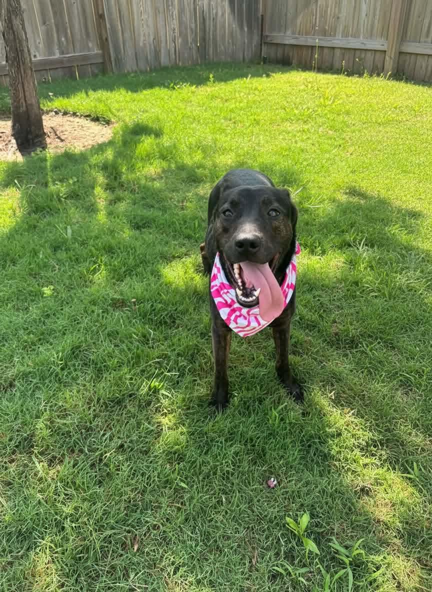 Enlarge Lucy, a Adoptable mixed breed in Mooresville, NC image 5/5