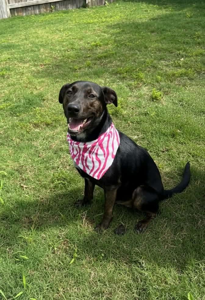 Enlarge Lucy, a Adoptable mixed breed in Mooresville, NC image 2/5