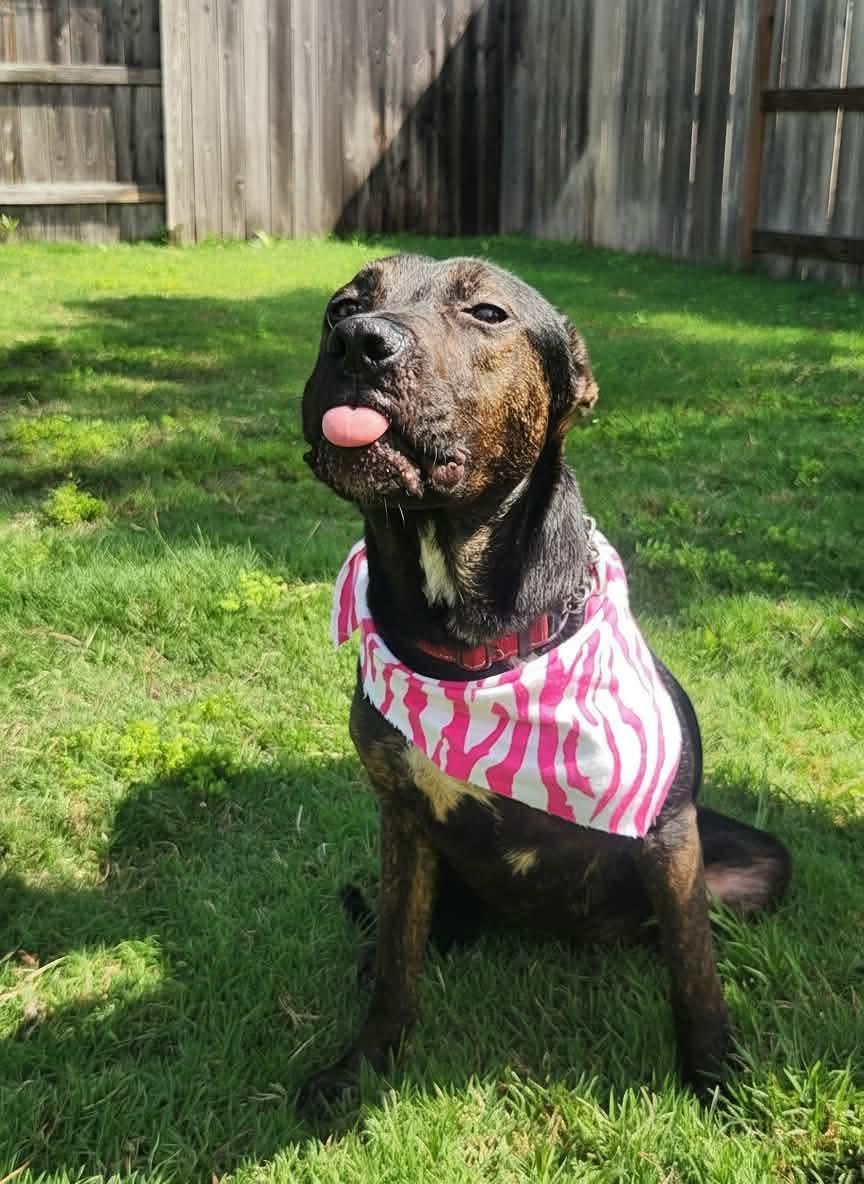 Enlarge Lucy, a Adoptable mixed breed in Mooresville, NC image 3/5