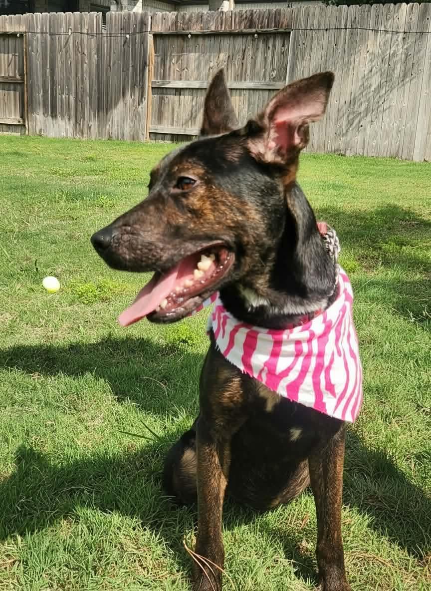Enlarge Lucy, a Adoptable mixed breed in Mooresville, NC image 4/5