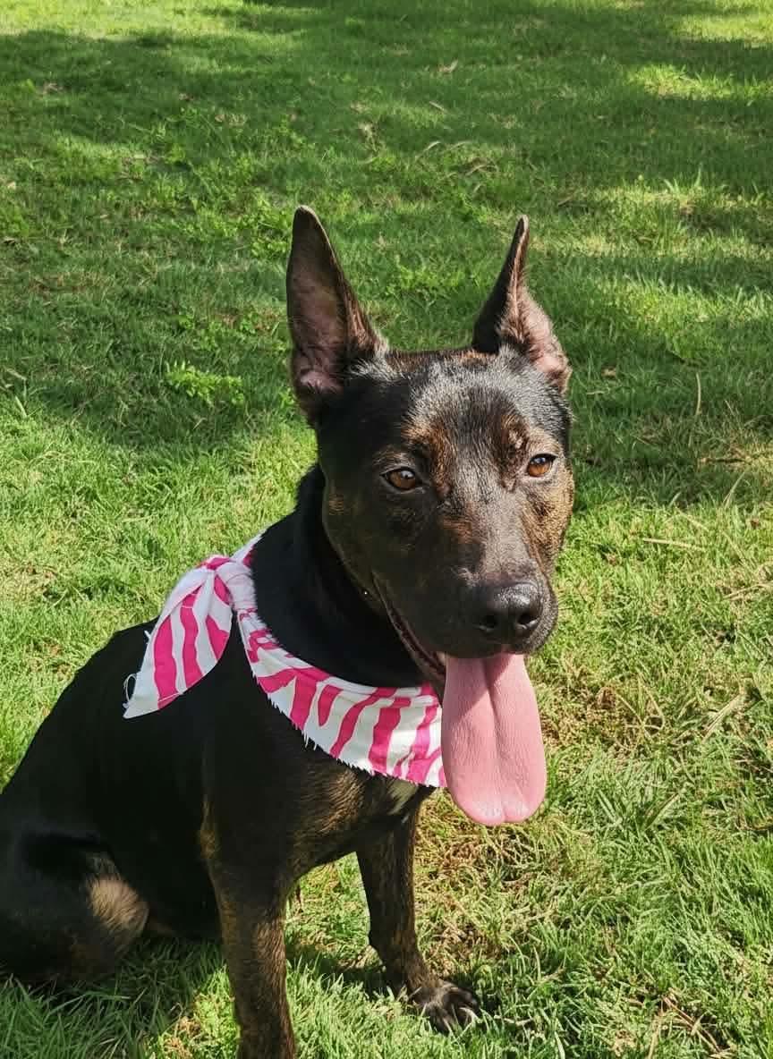 Enlarge Lucy, a Adoptable mixed breed in Mooresville, NC image 1/5