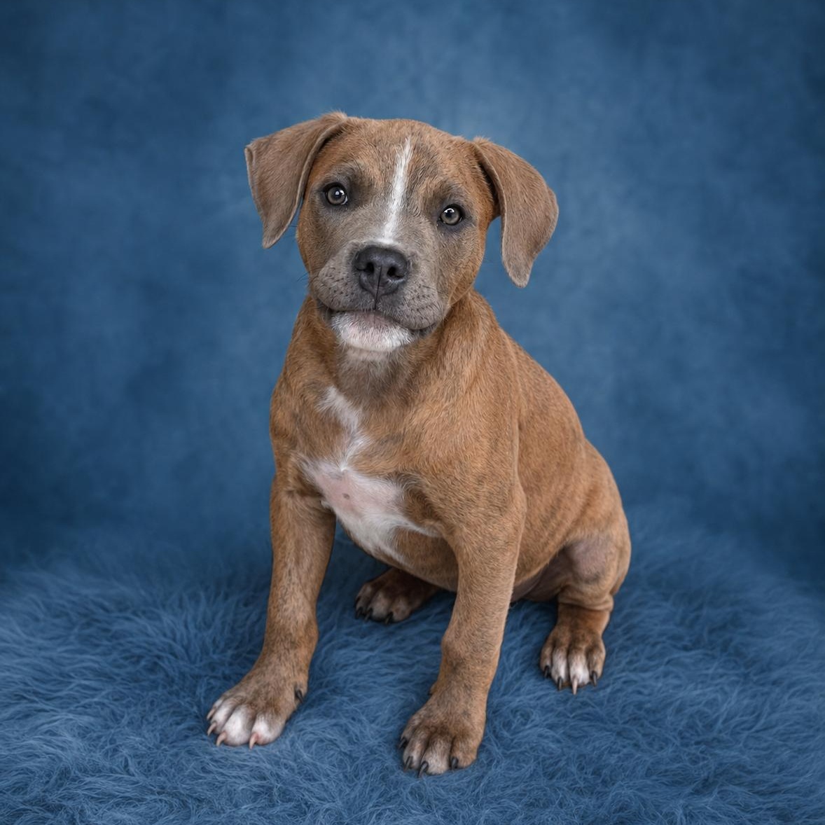 Tuffy, adopted, Puppy Male Pit Bull Terrier.