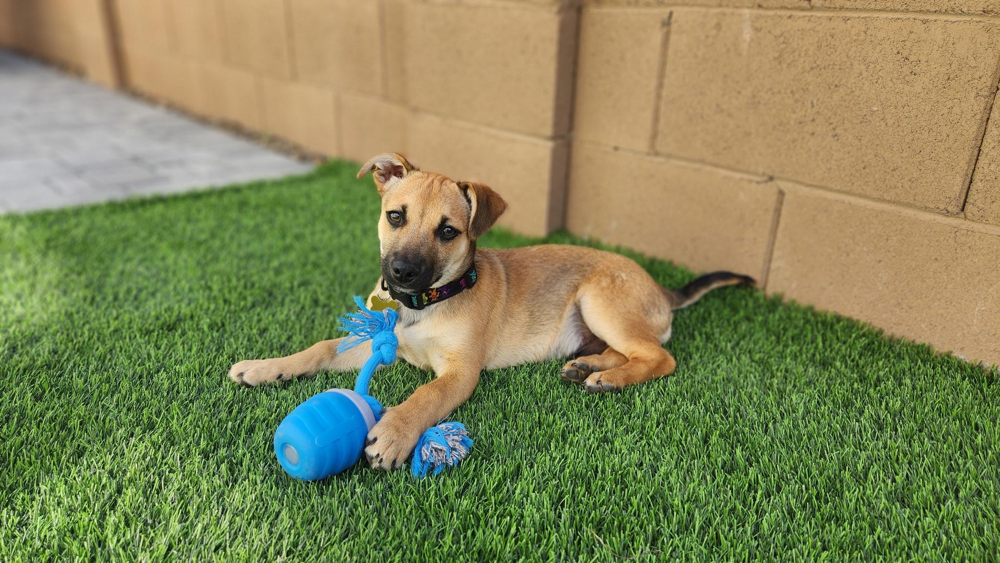 Roo, ADOPTABLE, Puppy Male Mixed Breed.