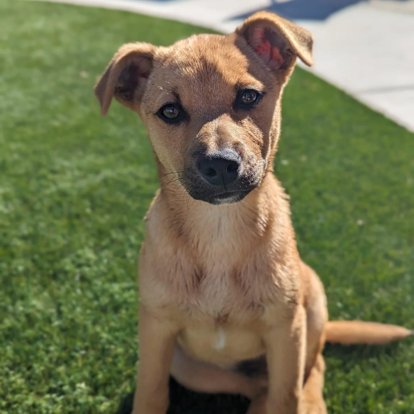 Enlarge Roo, a ADOPTABLE Mixed Breed in Peoria, AZ image 2/3