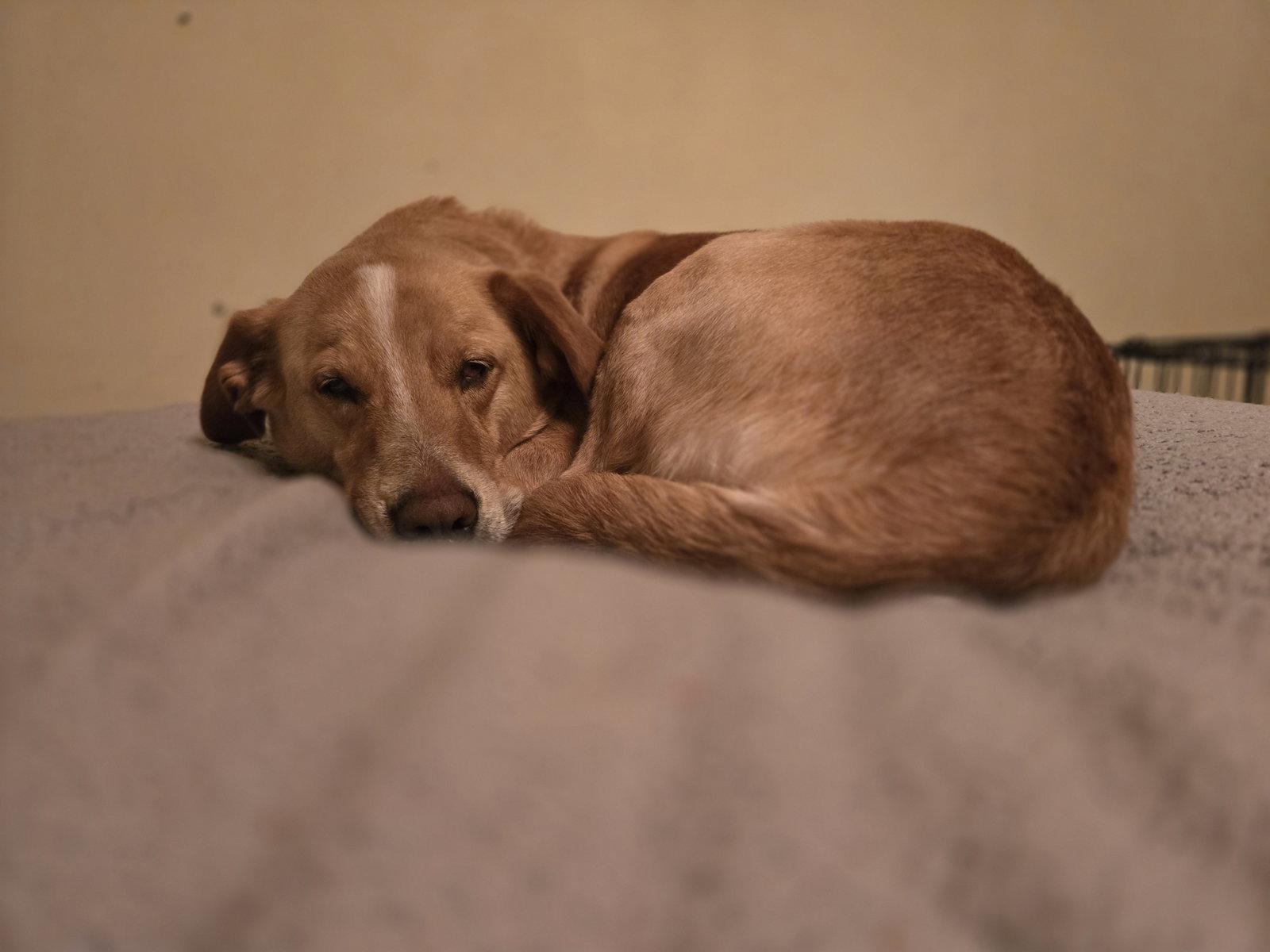 Enlarge Millie, a Adoptable mixed breed in Lockport, NY image 3/3