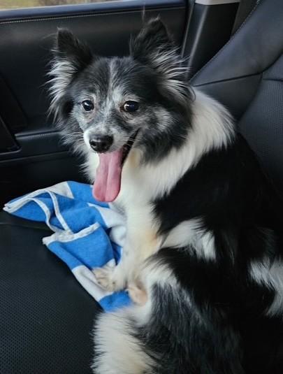 Opal, Adopted, Adult Female Pomeranian.