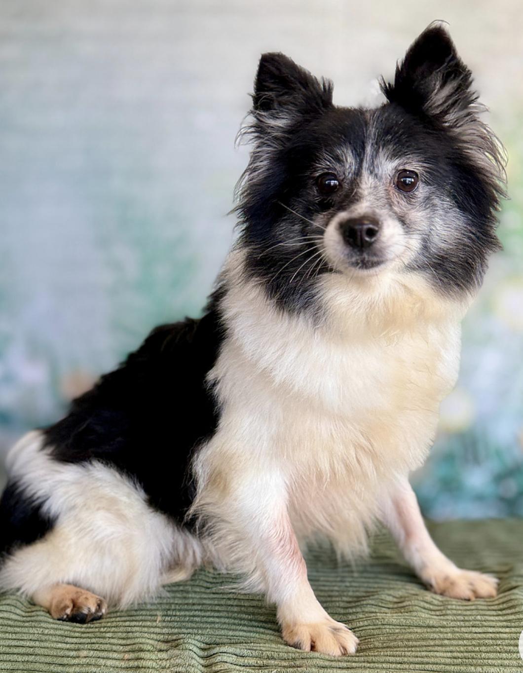 Opal, Adopted, Adult Female Pomeranian.