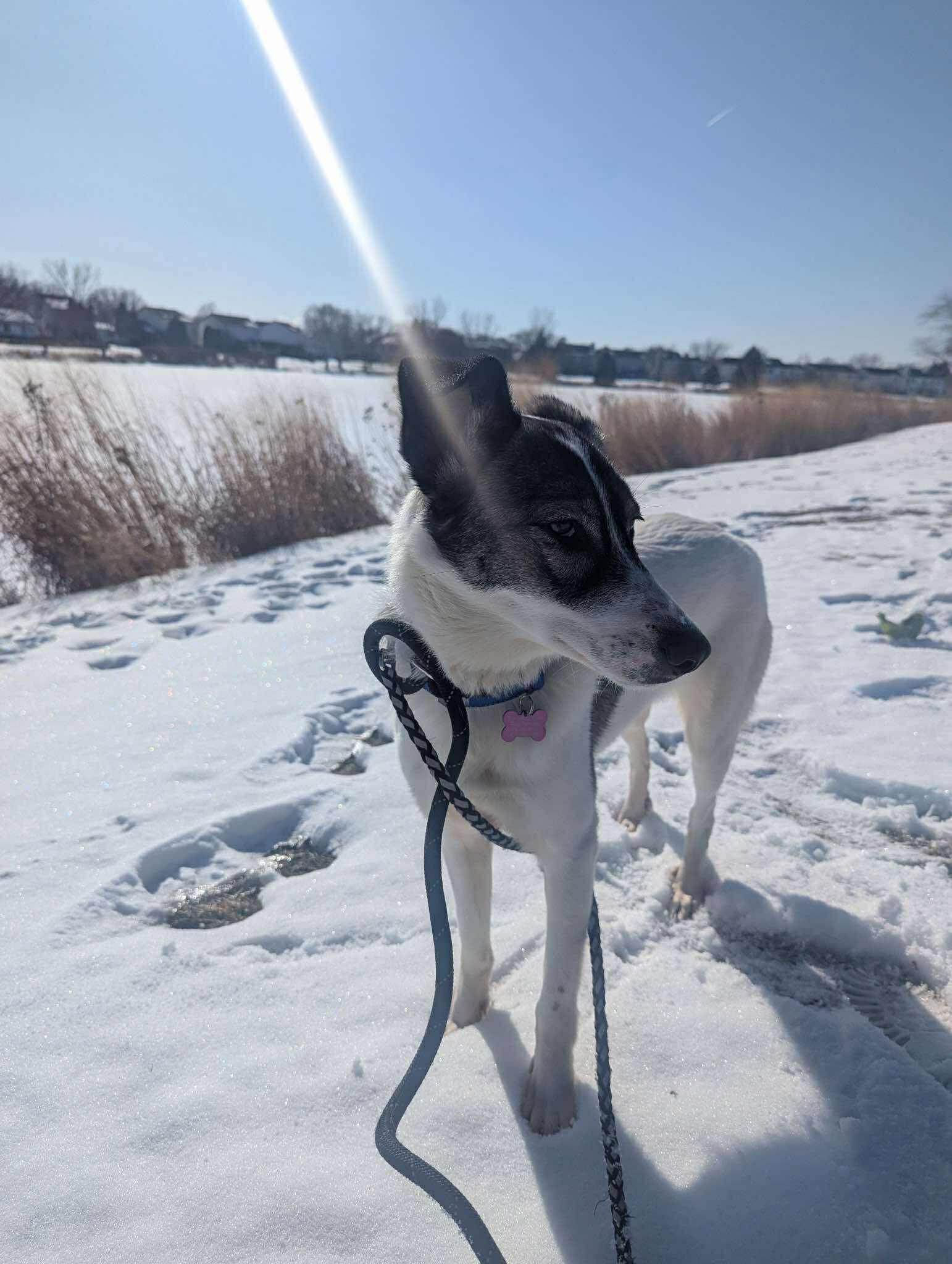 Enlarge Louise, a ADOPTABLE mixed breed in Palos Heights, IL image 4/4