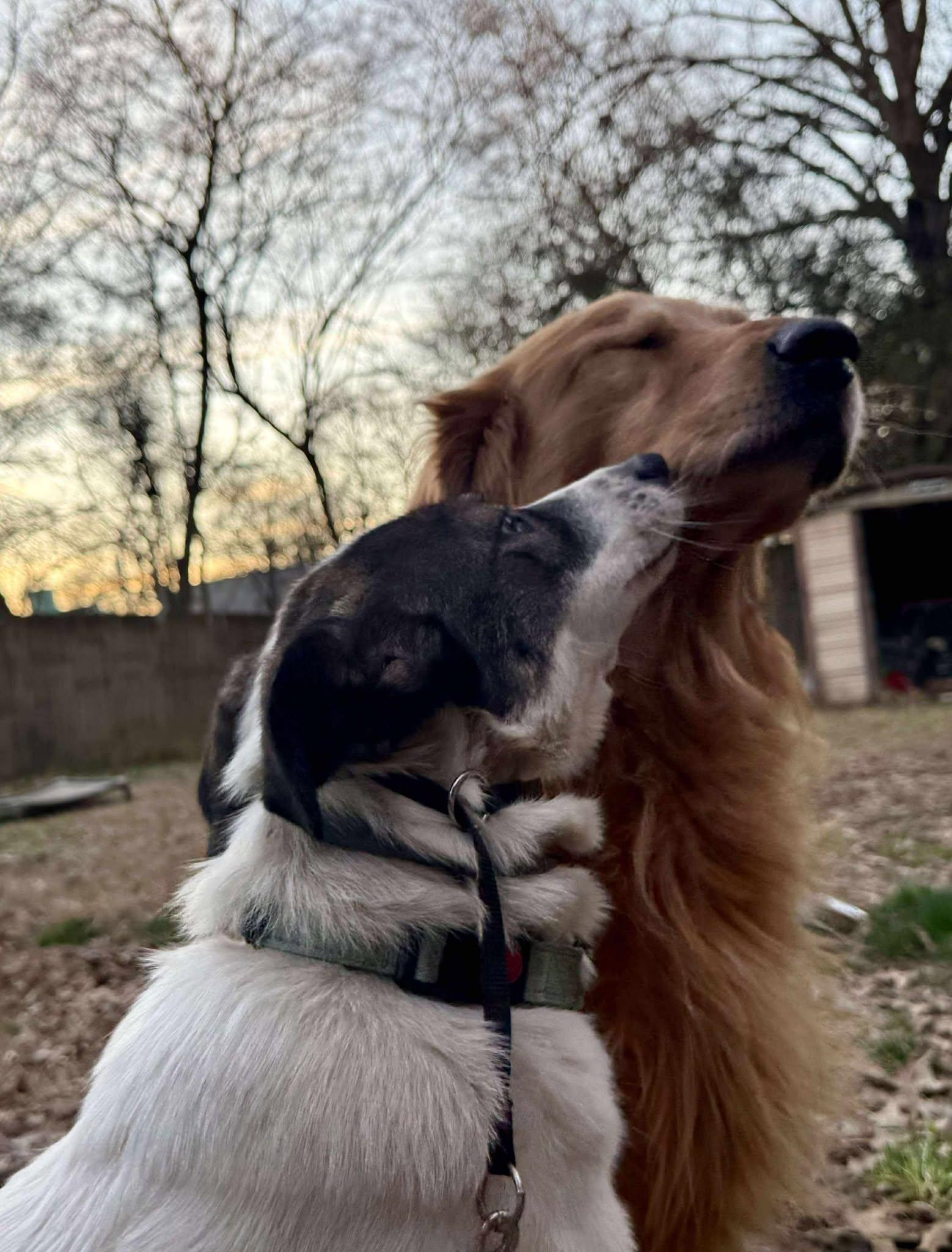 Enlarge Louise, a ADOPTABLE mixed breed in Palos Heights, IL image 3/4