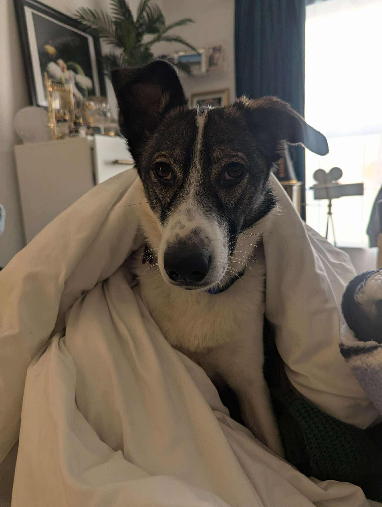 Louise, ADOPTABLE, Adult Female Labrador Retriever.