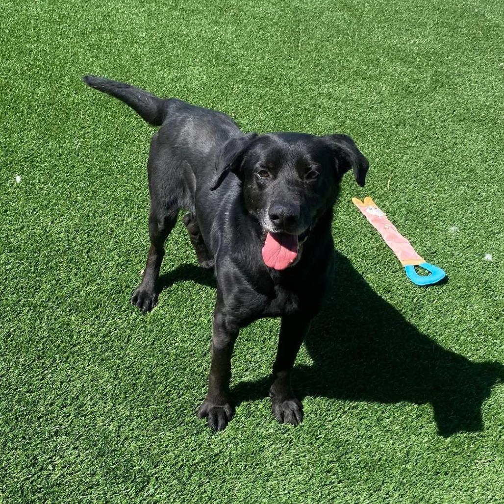 Frank, Adoptable, Adult Male Black Labrador Retriever.