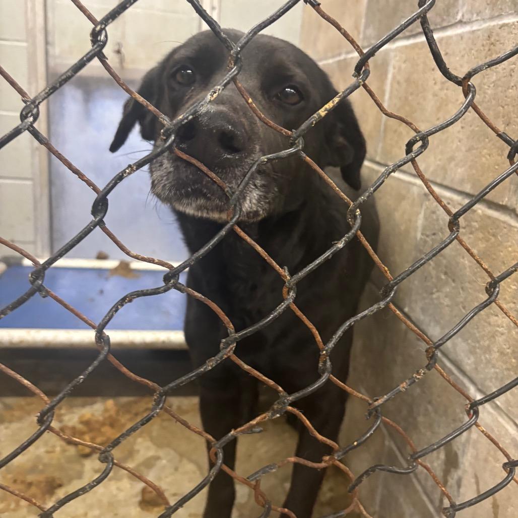 Enlarge Frank, a Adoptable Black Labrador Retriever in Brookfield, MO image 1/1