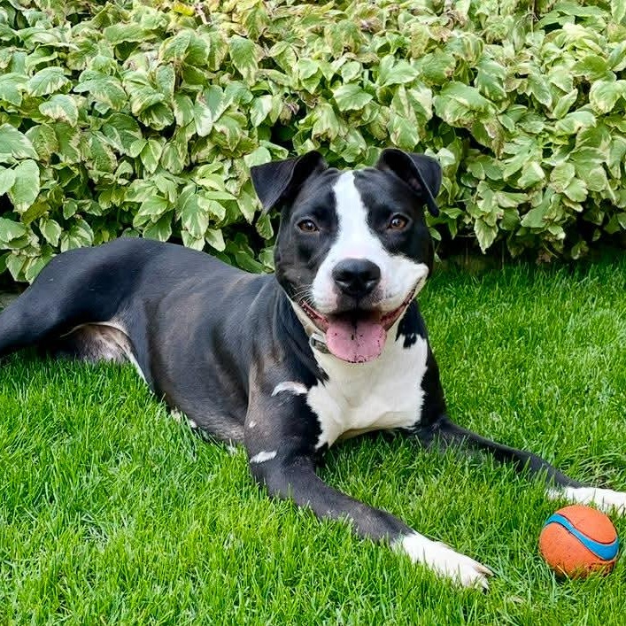 Bailey, ADOPTABLE, Young Female American Staffordshire Terrier.