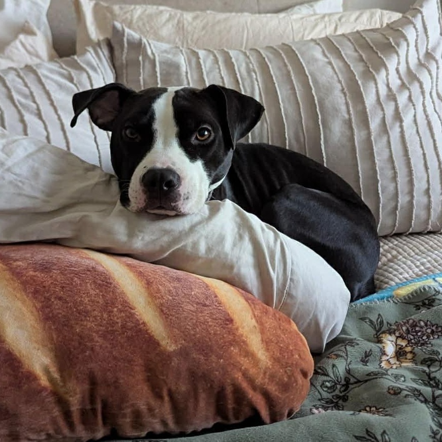 Enlarge Bailey, a ADOPTABLE American Staffordshire Terrier in Tacoma, WA image 3/3