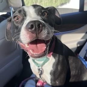 Enlarge Bailey, a ADOPTABLE American Staffordshire Terrier in Tacoma, WA image 2/3