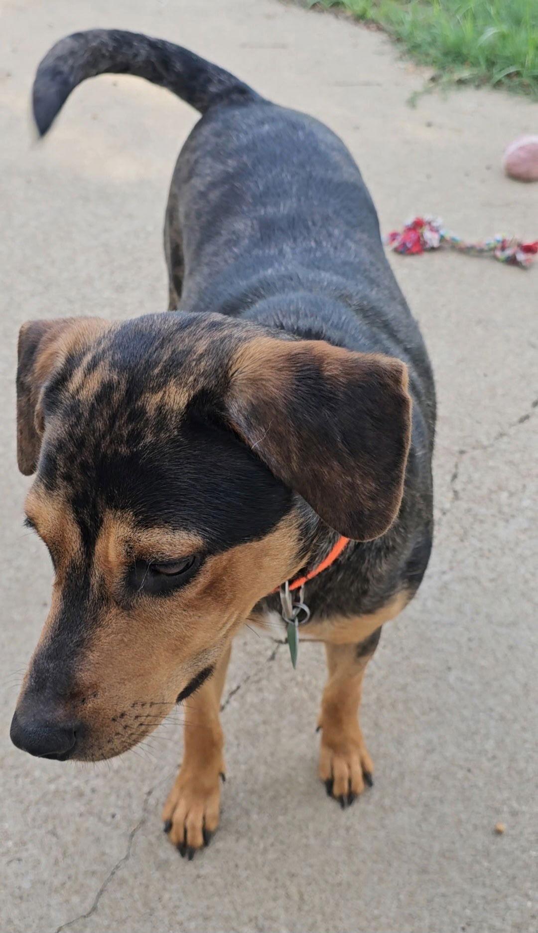 Enlarge Iris Lou, a Adoptable Catahoula Leopard Dog in Orange Grove, TX image 1/3