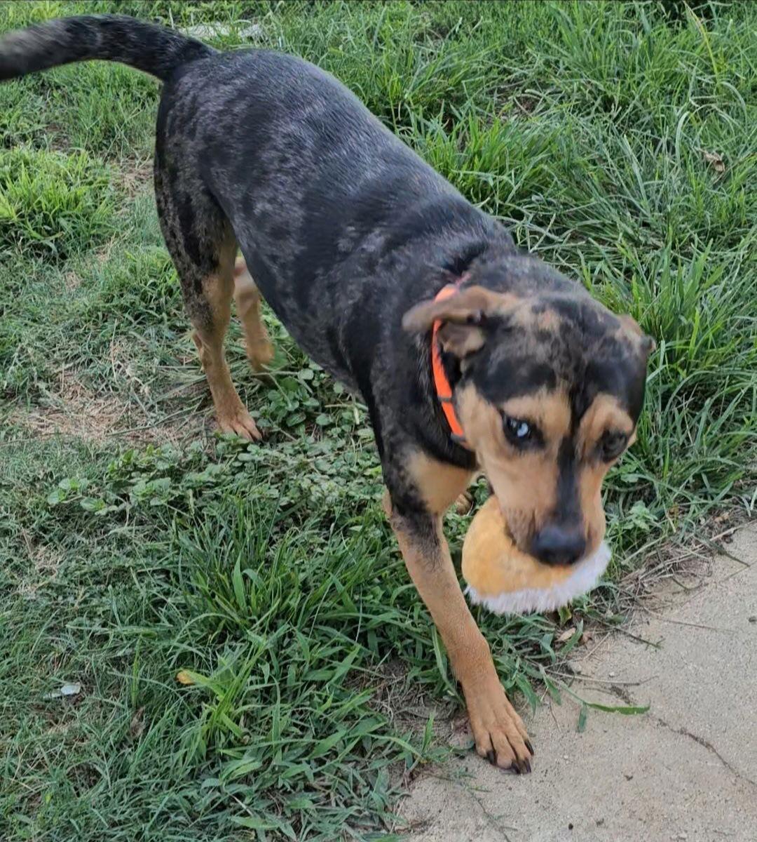 Enlarge Iris Lou, a Adoptable Catahoula Leopard Dog in Orange Grove, TX image 2/3
