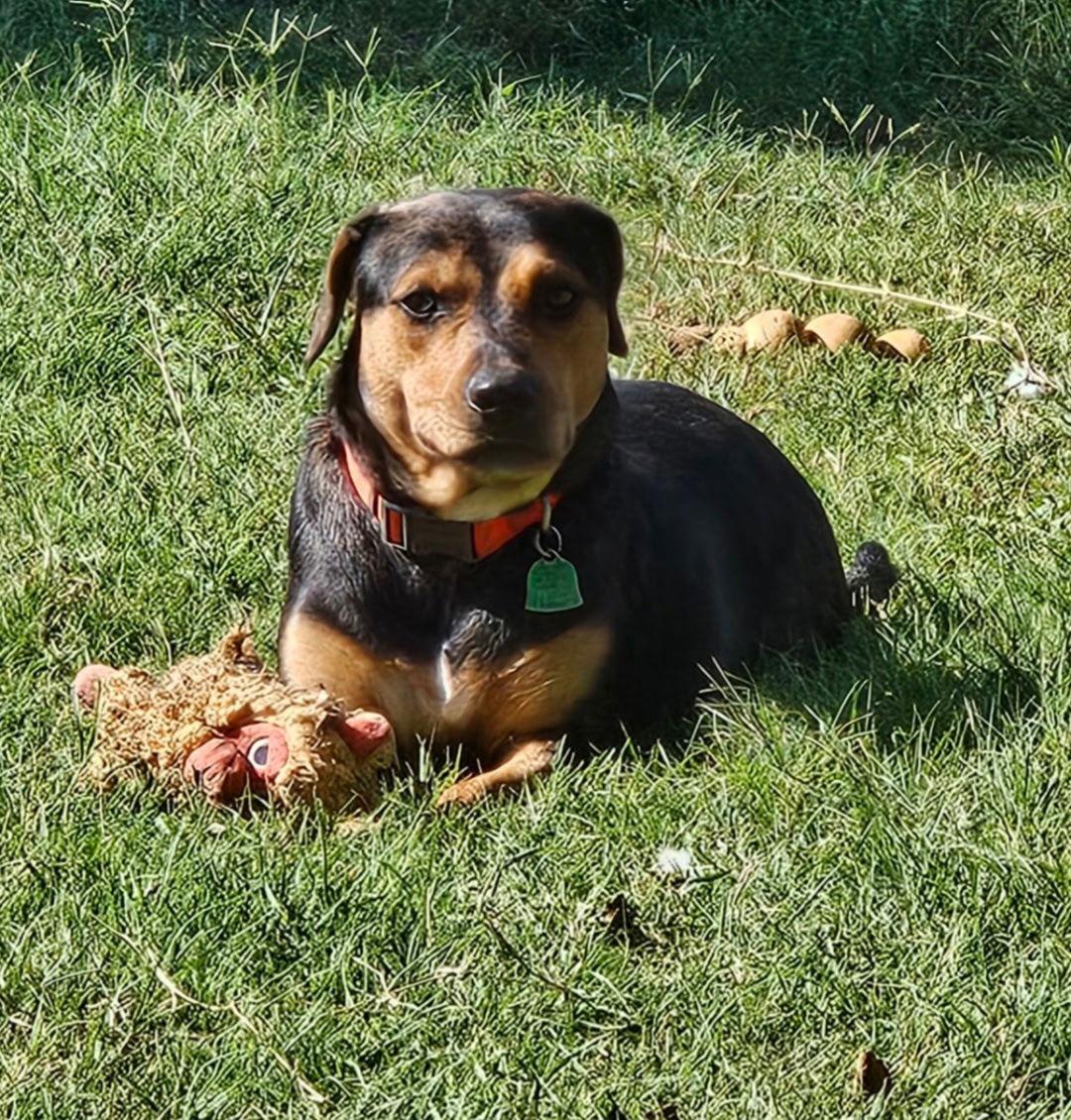 Enlarge Iris Lou, a Adoptable Catahoula Leopard Dog in Orange Grove, TX image 3/3