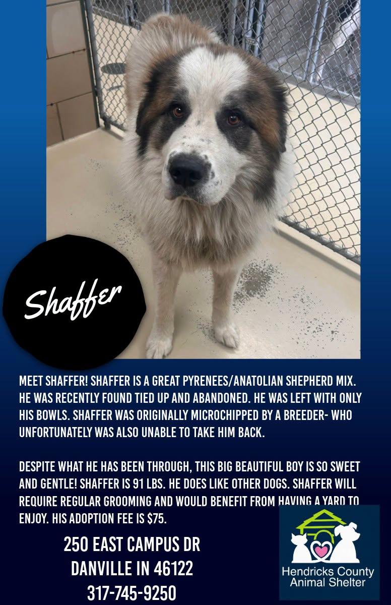 Shaffer, Adoptable, Adult Male Great Pyrenees & Anatolian Shepherd.